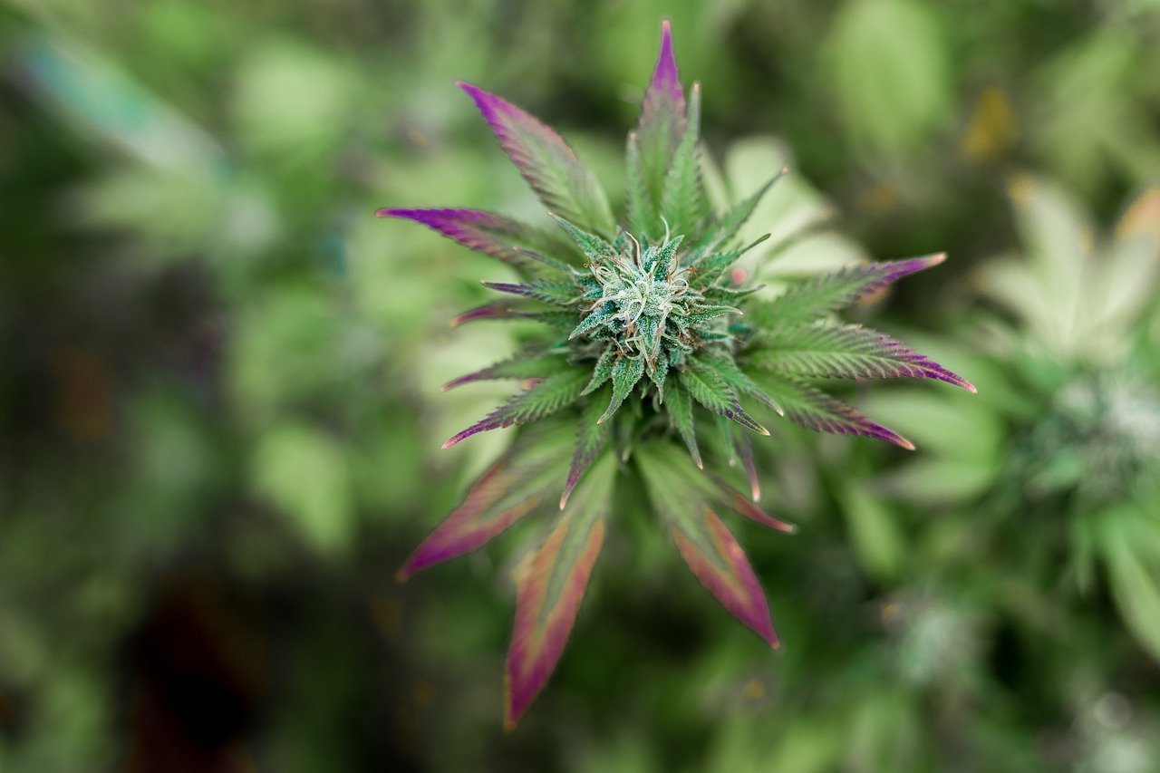 Améliorez votre routine de bien-être : Consommer la fleur de CBD - HerBeevor