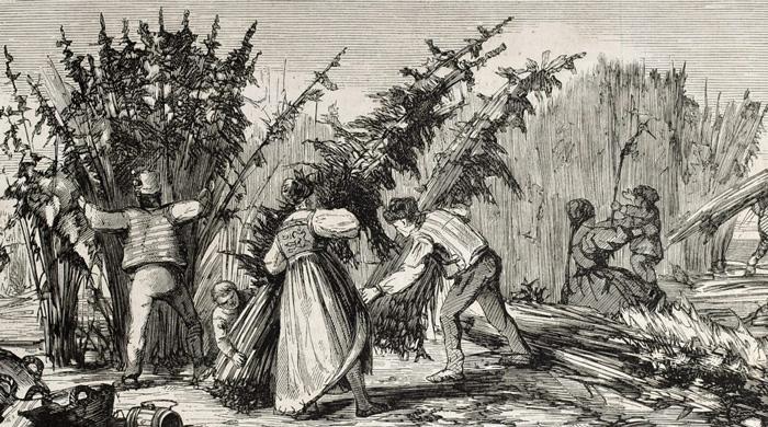 L'Histoire Captivante du Chanvre Indien : 10 000 ans de civilisation