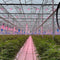 Entre Tradition et Innovation : Notre Collection Greenhouse CBD - HerBeevor