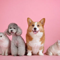 Tous nos produits pour animaux CBD - HerBeevor