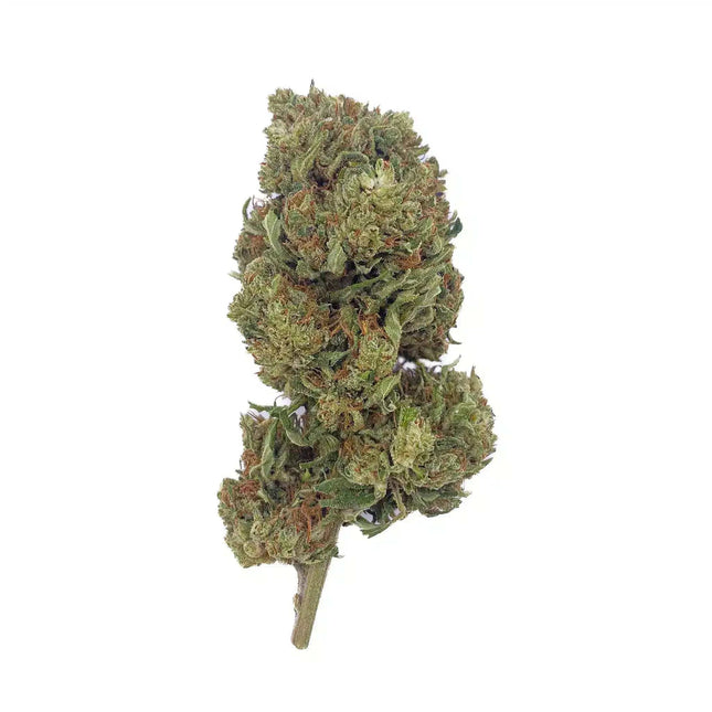 Fleur CBD Hawaiian Greenhouse – une variété française accessible à petit prix, idéale pour un effet relaxant naturel. Disponible chez Herbeevor.