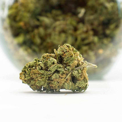 Fleurs Moby Dick CBD - Green house - HerBeevor