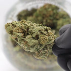 Fleur Moby Dick CBD – Greenhouse