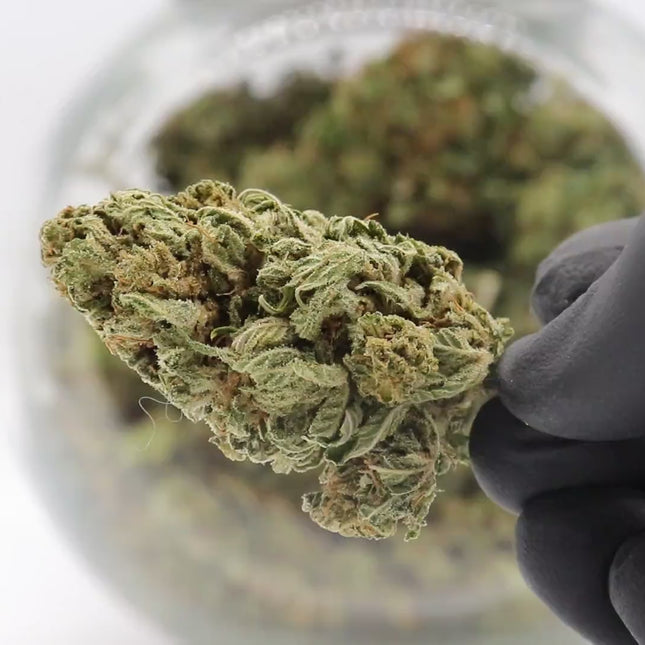 Moby Dick CBD Flowers - Greenhouse